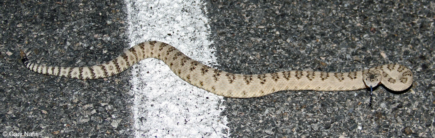 Baby Sidewinder Snake