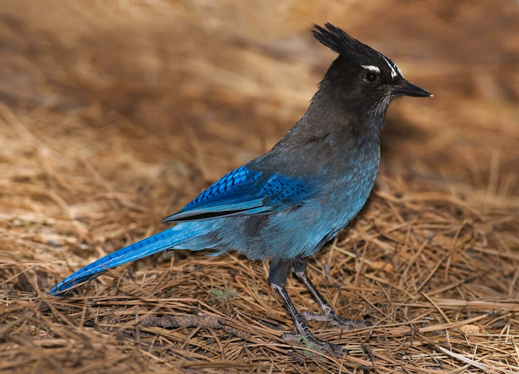 Birds of the Sierra: Steller's Jay