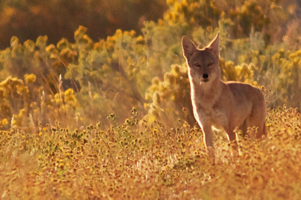 Coyote