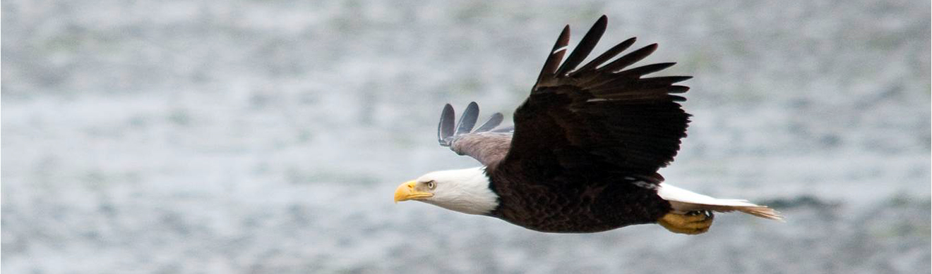 Eagles Across America  U.S. Fish & Wildlife Service