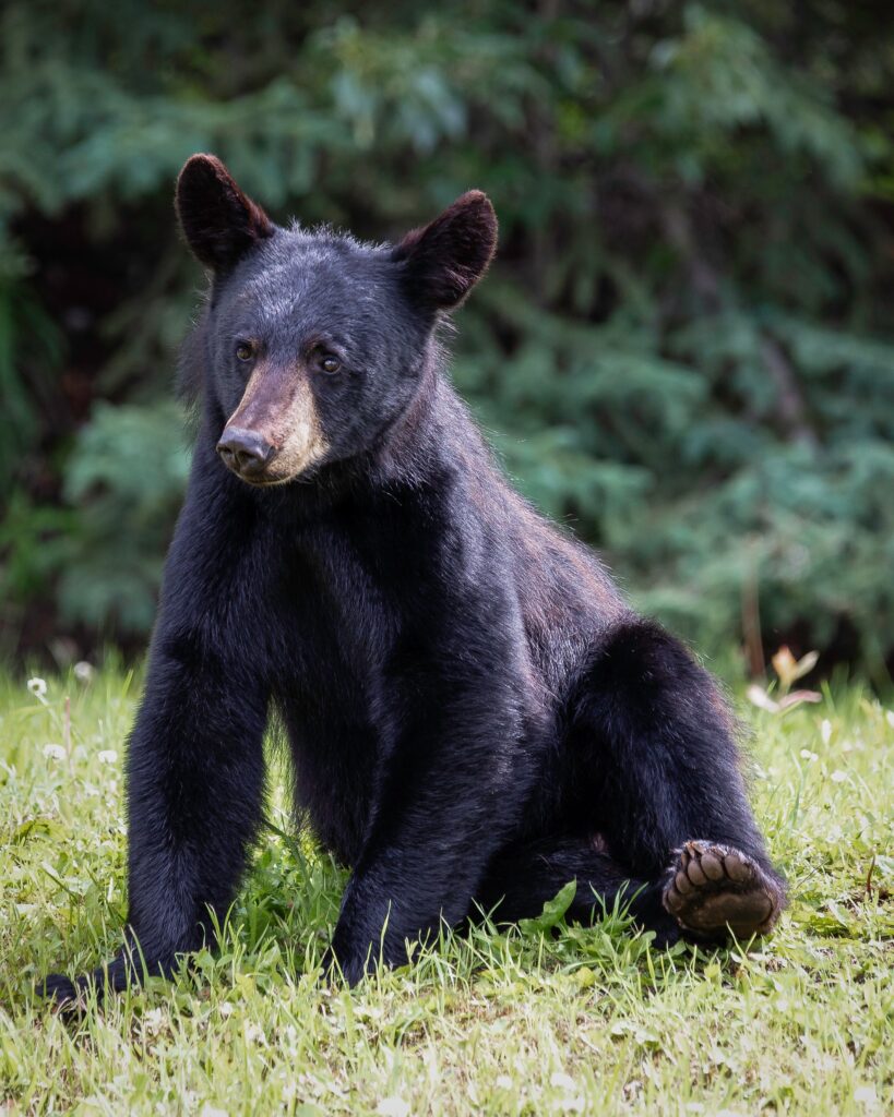 The Beautiful American black bear – Carson Valley Trails Association