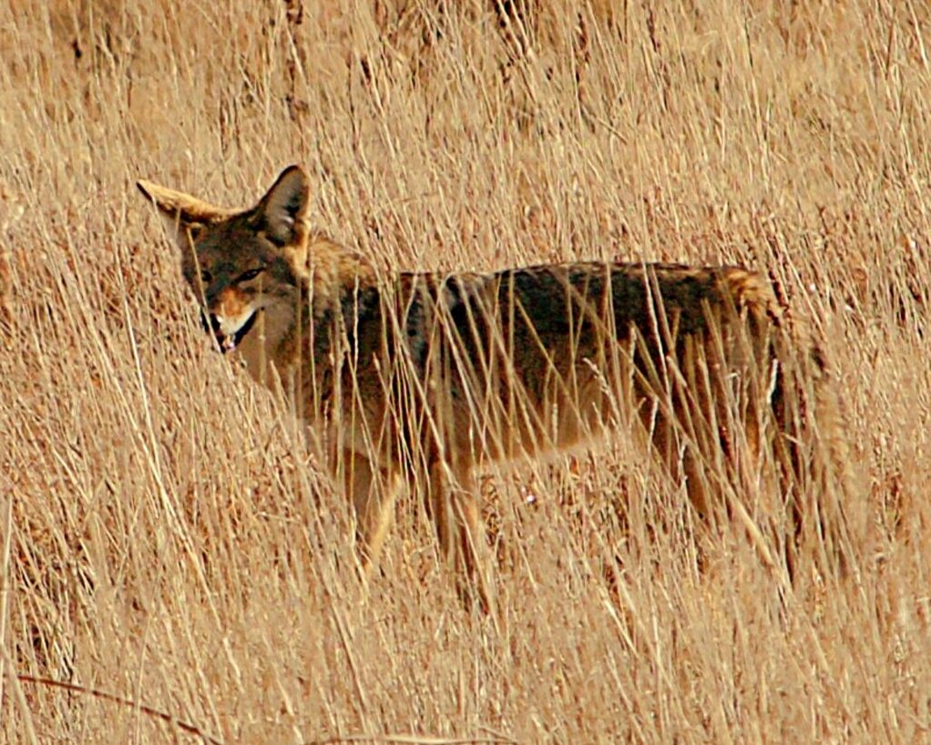 8x10-Coyote-5-1024x1024-1.jpg