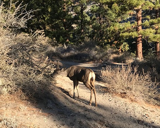 8x10-Sierra-Canyon-Trail-Deer.jpg